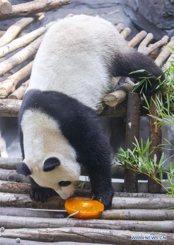A giant panda twin eats birthday cake in an air-conditioned room at the Nanjing Hongshan Forest Zoo in Nanjing, capital of east China\'s Jiangsu Province, Aug. 10, 2018. Staff workers at the zoo celebrated the 3rd birthday anniversary for the female giant panda twins \