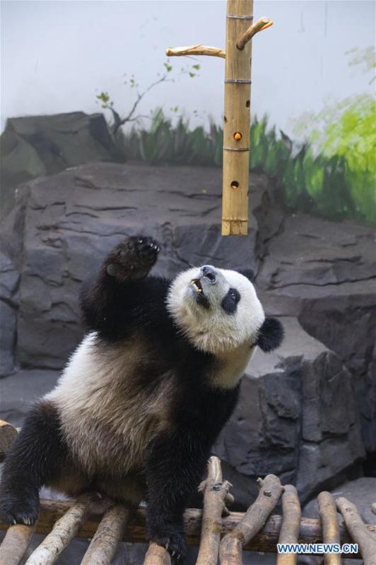 <?php echo strip_tags(addslashes(A giant panda twin enjoys itself in an air-conditioned room at the Nanjing Hongshan Forest Zoo in Nanjing, capital of east China's Jiangsu Province, Aug. 10, 2018. Staff workers at the zoo celebrated the 3rd birthday anniversary for the female giant panda twins 