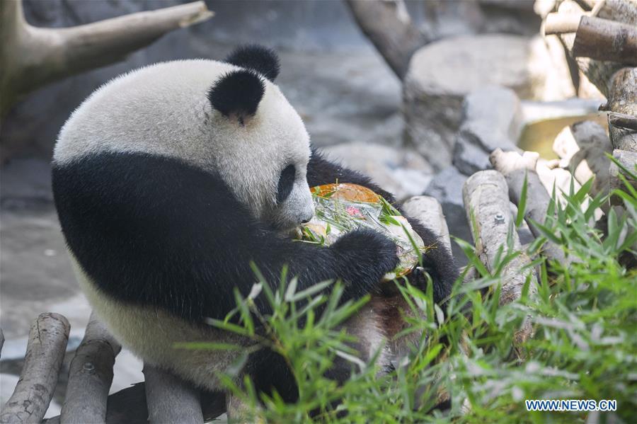 A giant panda twin eats birthday cake in an air-conditioned room at the Nanjing Hongshan Forest Zoo in Nanjing, capital of east China\'s Jiangsu Province, Aug. 10, 2018. Staff workers at the zoo celebrated the 3rd birthday anniversary for the female giant panda twins \