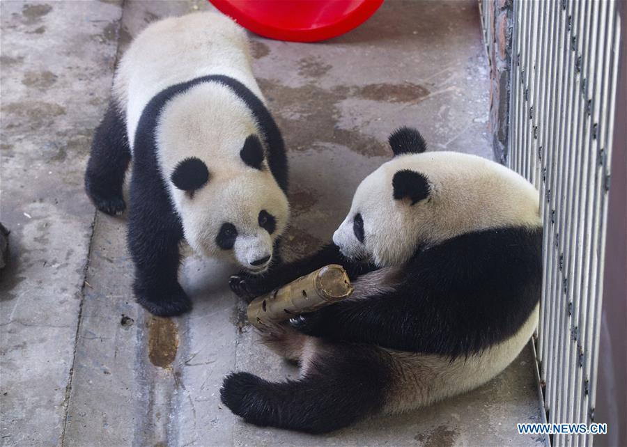 <?php echo strip_tags(addslashes(Giant panda twins Hehe and Jiujiu enjoy themselves in an air-conditioned room at the Nanjing Hongshan Forest Zoo in Nanjing, capital of east China's Jiangsu Province, Aug. 10, 2018. Staff workers at the zoo celebrated the 3rd birthday anniversary for the female giant panda twins 