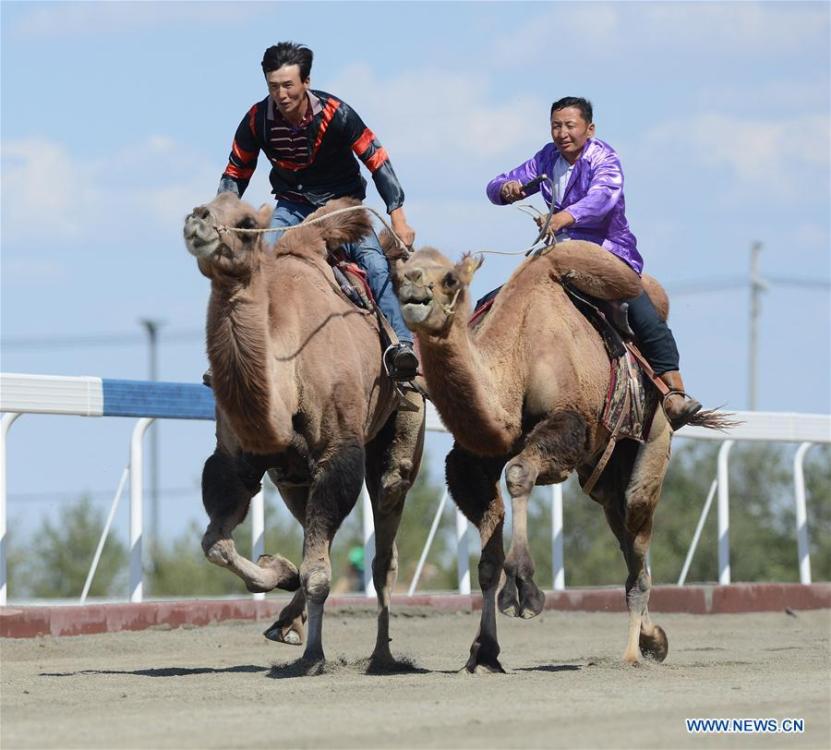 <?php echo strip_tags(addslashes(Contestants take part in a camel competition during a folk custom tourism festival held in the Kazak Autonomous County of Mori in northwest China's Xinjiang Uygur Autonomous Region, Aug. 11, 2018. The two-day festival opened here on Saturday. (Xinhua/Sadat))) ?>