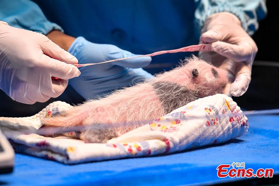 <?php echo strip_tags(addslashes(An expert examines the newborn giant panda Tingzai at the Chimelong Safari Park in Guangzhou, south China's Guangdong Province, Aug. 12, 2018.  Longzai was born on July 12 and Tingzai on July 29. The two giant panda cubs took a full physical examination on Sunday in Guangzhou. (Photo: China News Service))) ?>