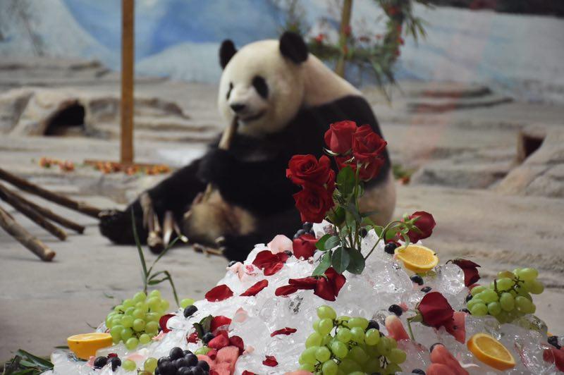 <?php echo strip_tags(addslashes(The giant panda Sijia celebrated its 12th birthday with more than 2,000 fans from all around the country at the Yabuli ski resort in Northeast China's Heilongjiang Province on Aug. 12, 2018.  (Photo provided to chinadaily.com.cn))) ?>