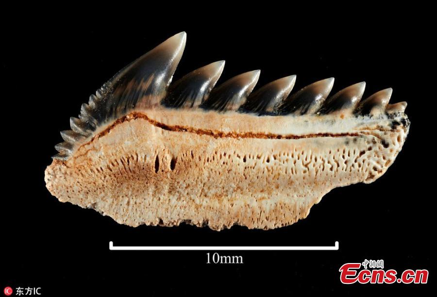 Australian fossil enthusiast Phillip Mullaly has made an incredible discovery while combing a Victoria beach- a part of the fossilized chomper from species of \