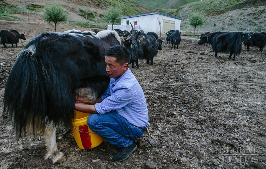 A Tibetan man milks a yak. (Photo: Li Hao/GT)

Tibetans were busy making yogurt and enjoying \