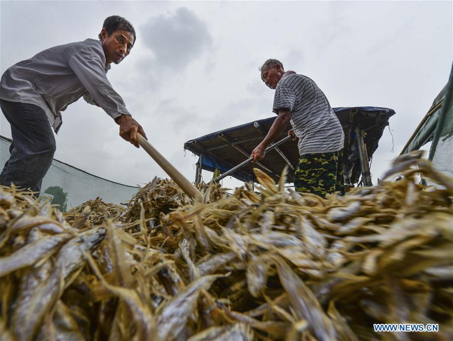 Fishermen load shortjaw tapertail anchovies fish onto a boat in the Hongze Lake area of Huai\'an City, east China\'s Anhui Province, Aug. 12, 2018. (Xinhua/Chen Liang)