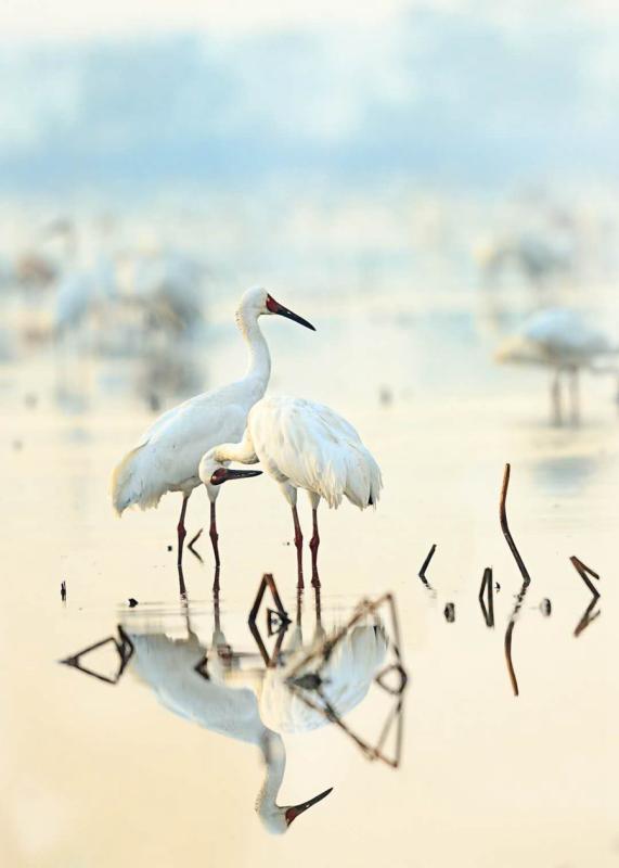 Two Siberian white cranes are among the several thousand that migrated in December on their annual journey to the Poyang Lake area in Nanchang, Jiangxi Province. (Photo by Zhou Haiyan/for China Daily)
In 2016, she learned from local farmers that they had decided to plant rice instead of lotus in the 1.3-million-sq-m field of Wuxing Farm because an increasing number of migrating birds have been eating their lotus since 2012.

\