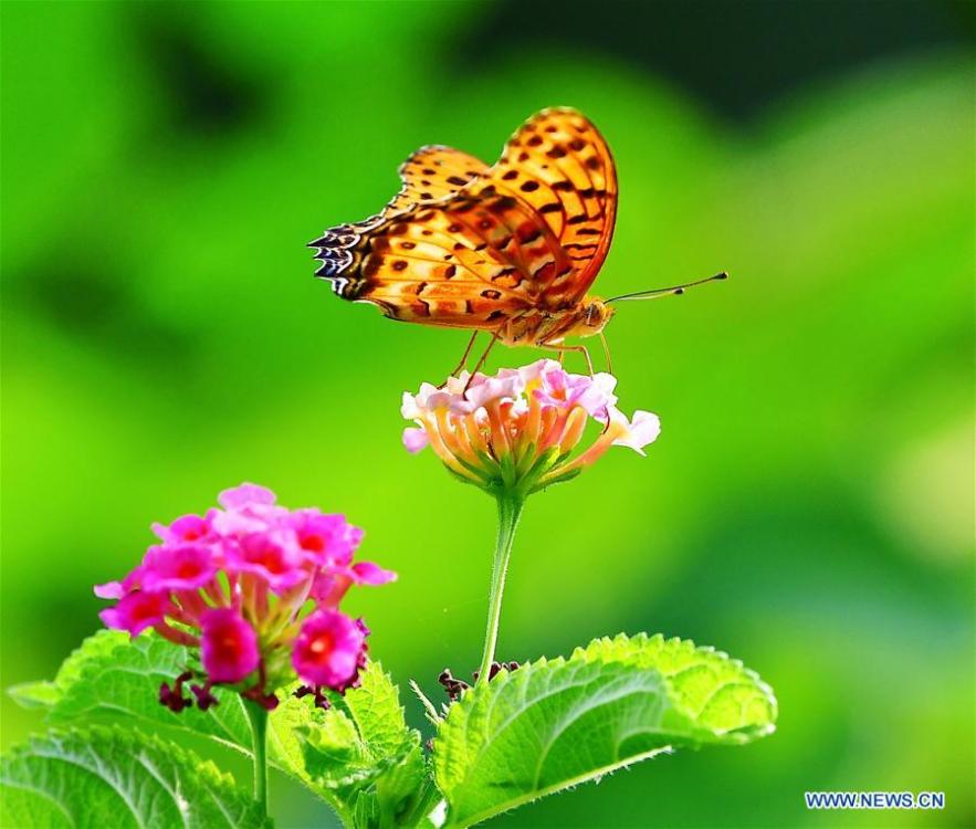 <?php echo strip_tags(addslashes(A butterfly stops at lantana camara flower at Wenquan Park in Fuzhou, capital of southeast China's Fujian Province, Aug. 12, 2018. (Xinhua/Mei Yongcun))) ?>