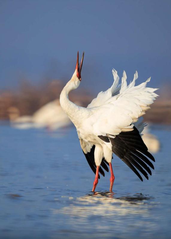 White cranes are seen in the Poyang Lake area in Nanchang, Jiangxi Province. [Photo by Zhou Haiyan/for China Daily]