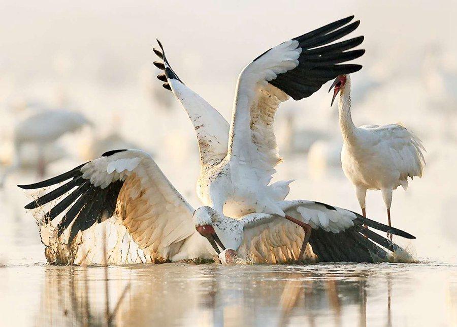 <?php echo strip_tags(addslashes(Two Siberian white cranes are among the several thousand that migrated in December on their annual journey to the Poyang Lake area in Nanchang, Jiangxi Province. (Photo by Zhou Haiyan/for China Daily)

<p>