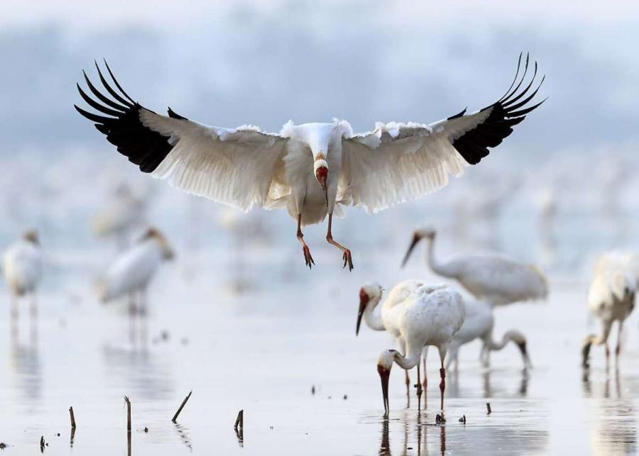 White cranes are seen in the Poyang Lake area in Nanchang, Jiangxi Province. [Photo by Zhou Haiyan/for China Daily]
\