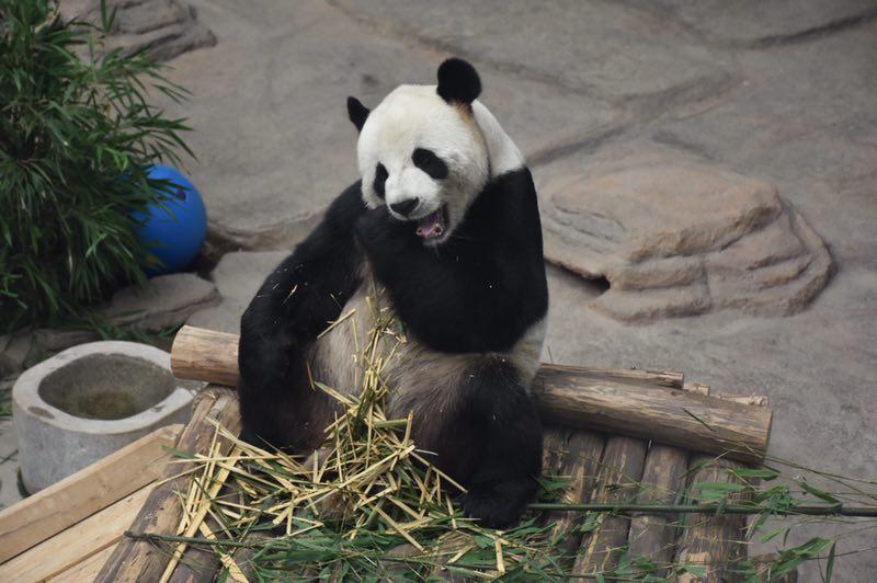 <?php echo strip_tags(addslashes(The giant panda Sijia celebrated its 12th birthday with more than 2,000 fans from all around the country at the Yabuli ski resort in Northeast China's Heilongjiang Province on Aug. 12, 2018.  (Photo provided to chinadaily.com.cn))) ?>