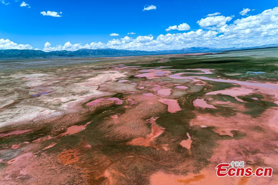 A photo taken by a drone shows a stunning view of Alag Lake in Dulan County, Northwest China’s Qinghai Province. The lake, with an average elevation of 4,099 meters, is a major inland lake in the upper reaches of the Qaidam River and also an important habitat for wildlife. The river channels formed by the melting of snow and ice in the mountains creates spectacular scenes. (Photo: China News Service/Chai Dicheng)