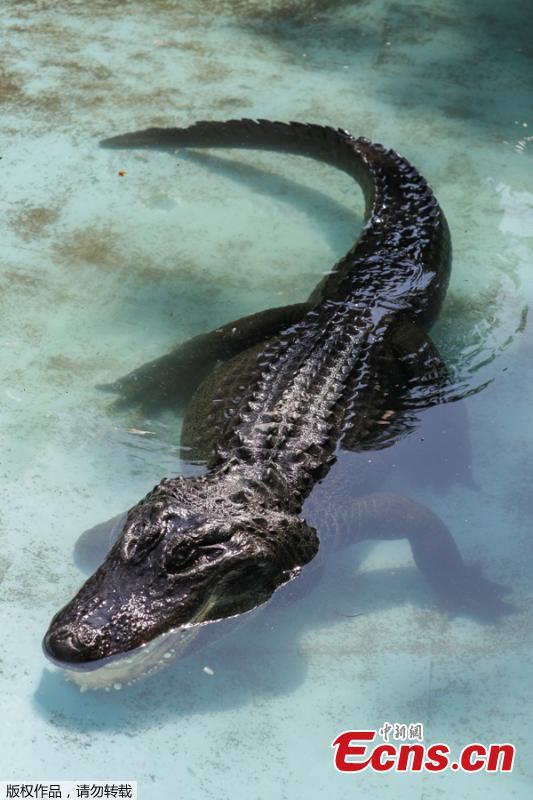 An alligator named Muja is seen in its enclosure in Belgrade\'s Zoo, Serbia, August 14, 2018. Muja is officially the oldest American alligator in the world living in captivity. He was brought to Belgrade from Germany in 1937, a year after the opening of the Zoo. Muja survived three bombings of Belgrade, the second World War and all hardships the Zoo went through. (Photo/Agencies)
