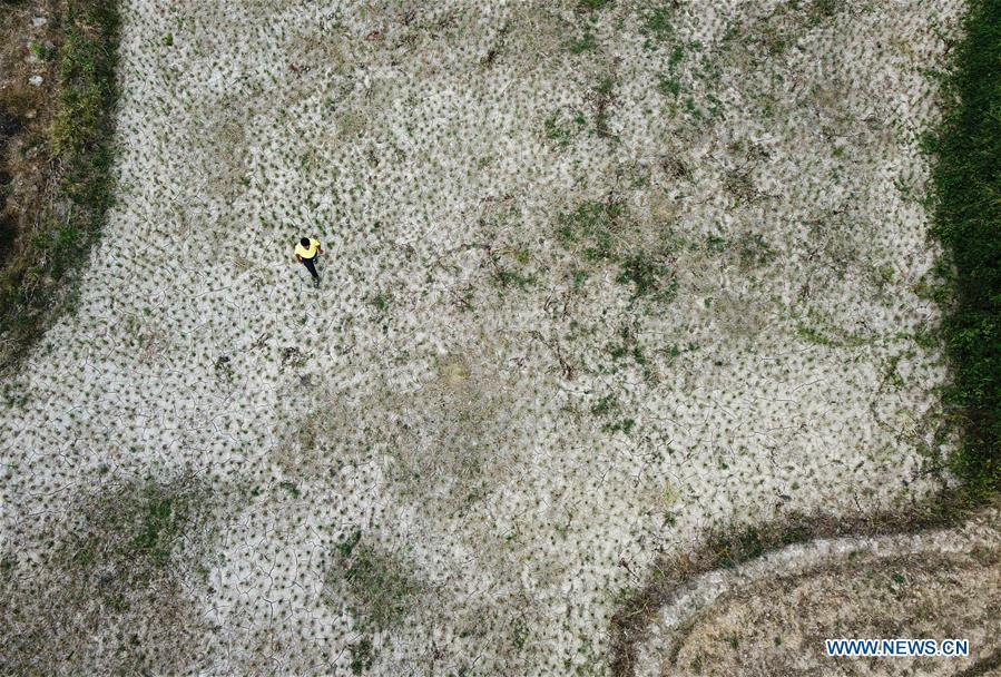 Aerial photo taken on Aug. 14, 2018 shows a farmer checking a dried-out rice field in Yinshan Village of Liuli Township in Jinxi County, east China\'s Jiangxi Province. Some parts of Jiangxi Province have suffered from drought for days due to the persistent summer heat and lack of rainfall. (Xinhua/Wan Xiang)