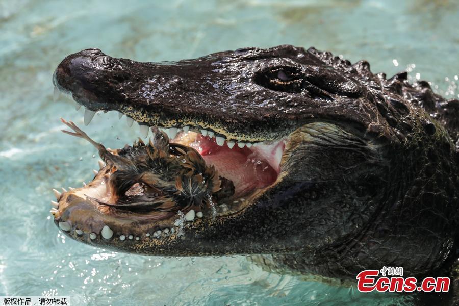An alligator named Muja eats a quail in its enclosure in Belgrade\'s Zoo, Serbia, August 14, 2018. Muja is officially the oldest American alligator in the world living in captivity. He was brought to Belgrade from Germany in 1937, a year after the opening of the Zoo. Muja survived three bombings of Belgrade, the Second World War and all hardships the Zoo went through. (Photo/Agencies)