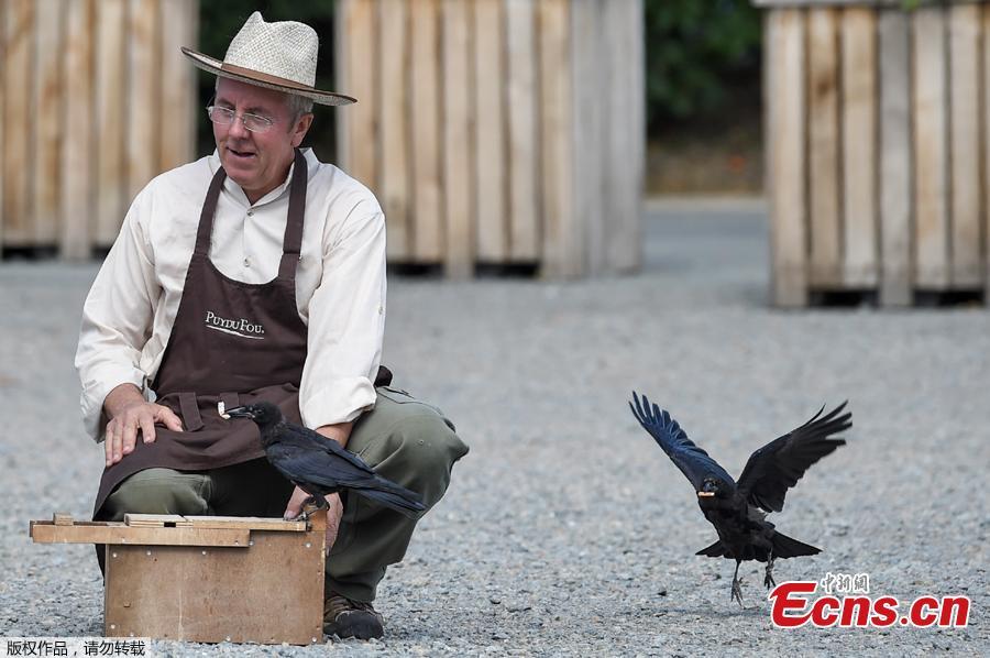 Christophe Gaborit, in charge of the falconry at Le Puy du Fou theme park crouches past two of his crows, trained to collect cigarette ends and wastes on the parking of Le Puy du Fou, in Les Epesses, western France on August 14, 2018. Six crows specially trained to pick up cigarette ends and rubbish were put to work last week at a French historical theme park. (Photo/Agencies)