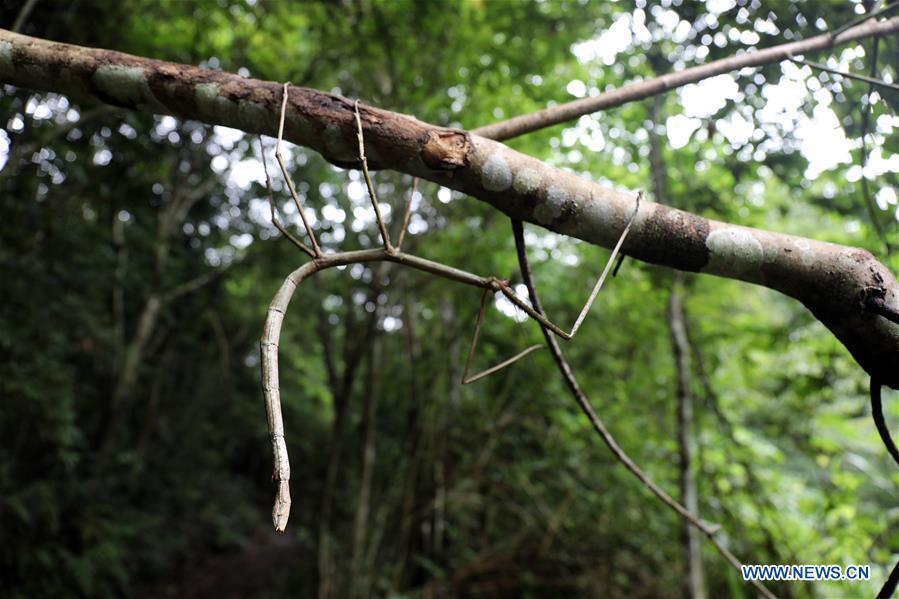 A wild stick insect is seen in Dayaoshan state-level nature reserve in south China\'s Guangxi Zhuang Autonomous Region, July 31, 2018. Fifteen larvas of stick insects bred by the Insect Museum of West China were released to the wild on July 31. The Museum successfully bred a 64-cm-long stick insect, the largest insect in the world in 2017. (Xinhua)