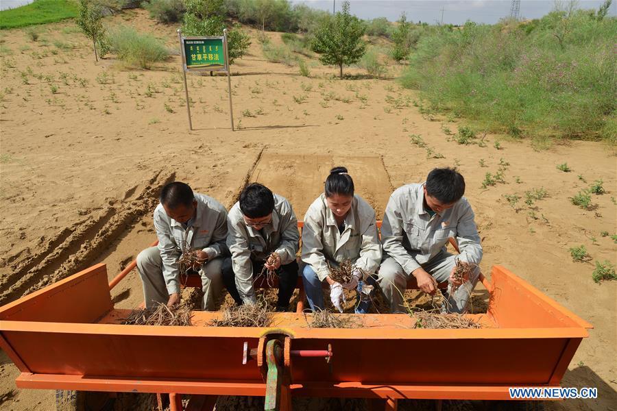 Technicians work at an plantation area at the Kubuqi Desert, north China\'s Inner Mongolia Autonomous Region, July 24, 2018. Kubuqi, the seventh largest desert in China, is a good example of China\'s success in alleviating desertification. About 6,460 square kilometers of the Kubuqi desert has been reclaimed in the last 30 years. (Xinhua/Lu Ye)