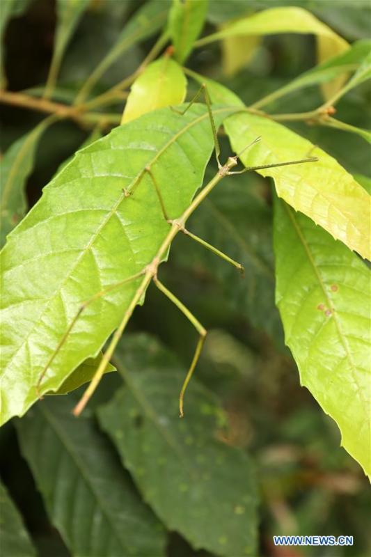 Photo taken on Aug. 1, 2018 shows an artificially bred larva of stick insect released by Chinese entomologist Zhao Li in Dayaoshan state-level nature reserve in south China\'s Guangxi Zhuang Autonomous Region. Fifteen larvas of stick insects bred by the Insect Museum of West China were released to the wild on July 31. The Museum successfully bred a 64-cm-long stick insect, the largest insect in the world in 2017. (Xinhua)