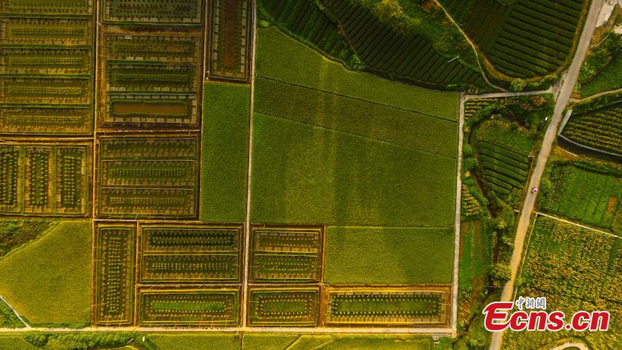 <?php echo strip_tags(addslashes(An aerial view of paddy fields in Xuyong County, Southwest China’s Sichuan Province, Aug. 16, 2018. The paddy fields stretch for several miles, occasionally separated by roads, and form a spectacular scene. (Photo: China News Service/Li Xin))) ?>