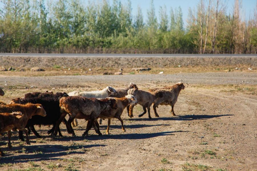 Scenery along the Tacheng section of S318 provincial road. (Photo/chinadaily.com.cn)
