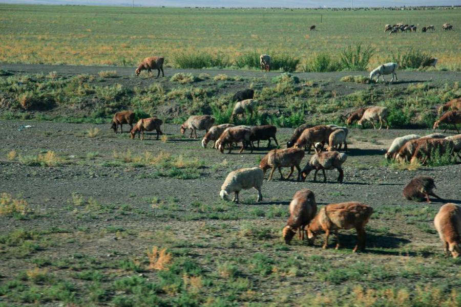 Scenery along the Tacheng section of S318 provincial road. (Photo/chinadaily.com.cn)