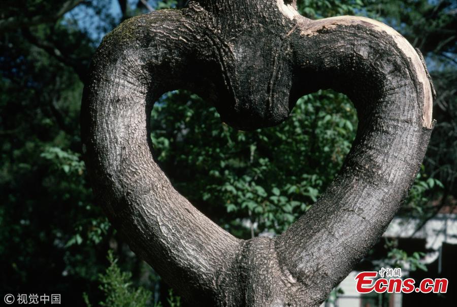 File photo shows a heart-shaped tree.  (Photo/VCG)
