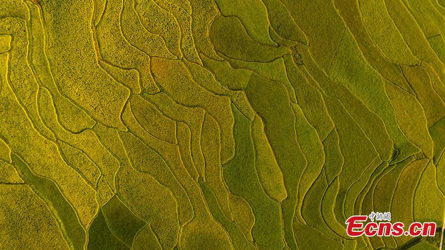 <?php echo strip_tags(addslashes(An aerial view of paddy fields in Xuyong County, Southwest China’s Sichuan Province, Aug. 16, 2018. The paddy fields stretch for several miles, occasionally separated by roads, and form a spectacular scene. (Photo: China News Service/Li Xin))) ?>
