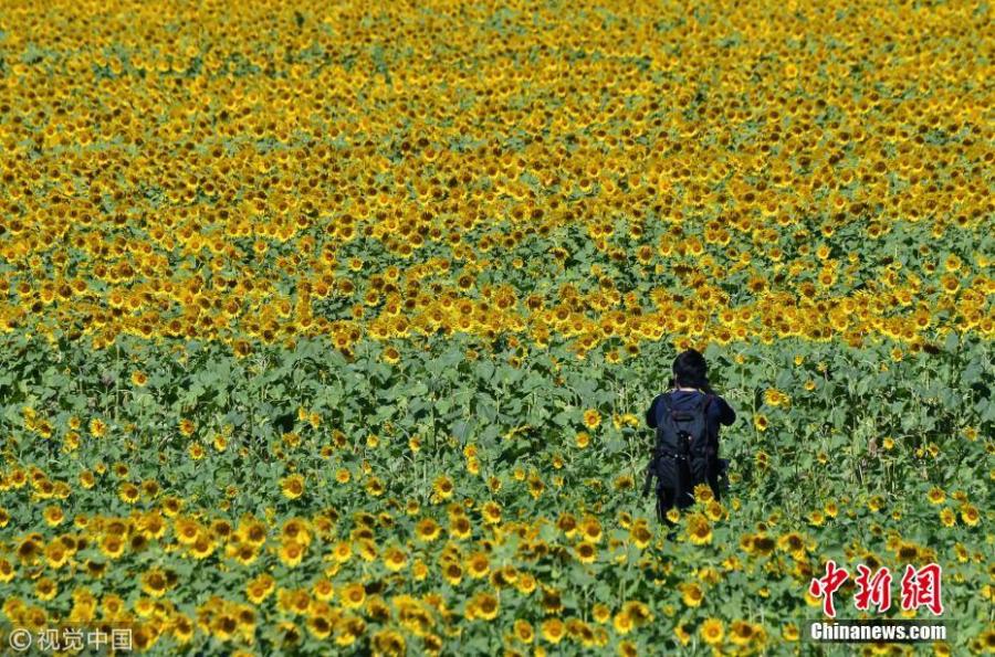 About two million sunflowers were planted in Mashiko-machi, a town north of Tokyo, Japan for Sunflower Festival, which attracts many tourists on August 17, 2018. (Photo/VCG)