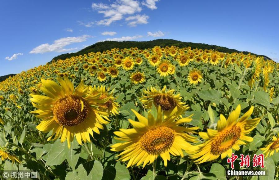 About two million sunflowers were planted in Mashiko-machi, a town north of Tokyo, Japan for Sunflower Festival, which attracts many tourists on August 17, 2018. (Photo/VCG)