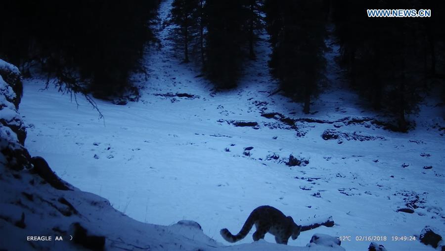 <?php echo strip_tags(addslashes(File photo shows a snow leopard in a forest in northwest China's Xinjiang Uygur Autonomous Region. (Xinhua)
</br></br>


A pilot snow leopard protection project was launched Thursday in the eastern Tianshan mountains, a major habitat of the species in Xinjiang Uygur Autonomous Region.</br></br>
The memorandum of cooperation was signed between the Beijing office of World Wide Fund for Nature (WWF) and the local forest and wildlife administration.</br></br>
According to He Bing, snow leopard project manager at WWF's Beijing office, the pilot project in Xinjiang involves installing more infrared cameras in the region, training staff on snow leopard protection, strengthening patrols, preserving habitats, and increasing public awareness through forums, seminars, and documentaries.
</br></br>
The snow leopard is a Class-A protected animal in China and the International Union for Conservation of Nature classifies it as vulnerable.
</br></br>
The global population of snow leopards has been decreasing due to factors such as poaching, habitat fragmentation, and less prey.
</br></br>
