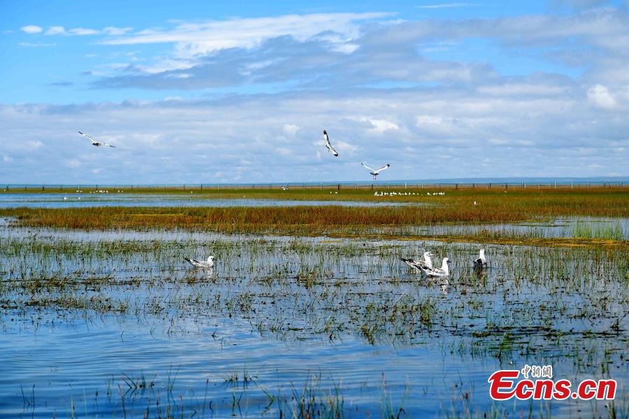 Black-headed gulls are seen at the Fairy Bay Wetland in Gangca County, on the northern shore of Qinghai Lake in Qinghai Province, Aug. 18, 2018. According to local authorities, more than 200,000 migratory birds of 92 species breed at the lake each year. (Photo: China News Service/Li Juan)