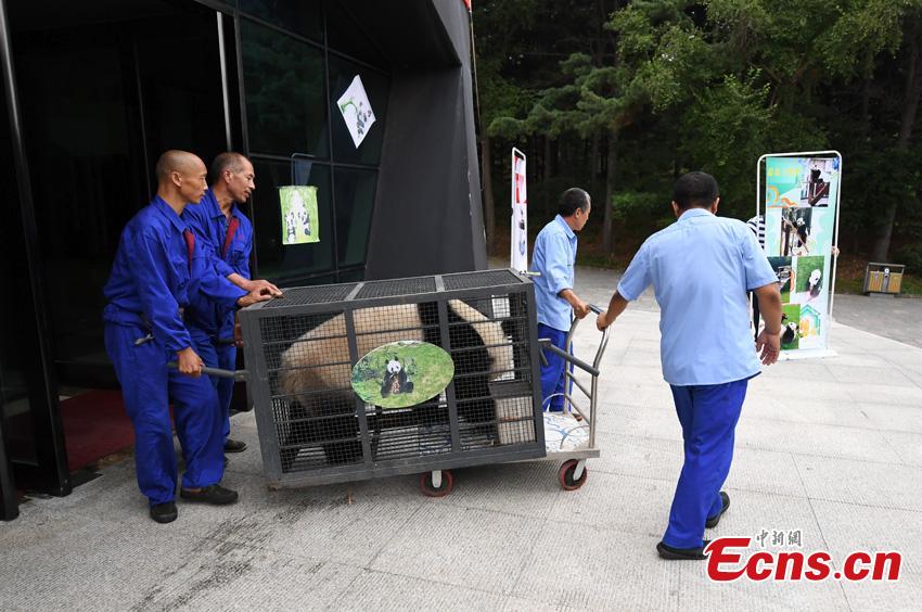 One of two giant pandas given new homes in Jilin Province is transported to Changchun Airport in Jilin Province, Aug. 20, 2018. Jiajia and Mengmeng were the first giant pandas to live in a high-altitude habitat in China after they were moved from Sichuan to the Jilin Wild Life Rescue and Breeding Center in Changchun in 2015. Over the past three years, the two pandas have adapted to the new environment in Changchun. They have now been transported to Dujiangyan base in Sichuan province for a breeding project next year. (Photo: China News Service/Zhang Yao)