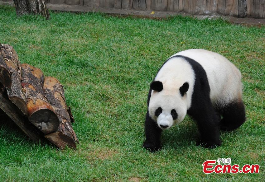 File photo of one of two giant pandas given new homes in Jilin Province in 2015. Jiajia and Mengmeng were the first giant pandas to live in a high-altitude habitat in China after they were moved from Sichuan to the Jilin Wild Life Rescue and Breeding Center in Changchun in 2015. Over the past three years, the two pandas have adapted to the new environment in Changchun. They have now been transported to Dujiangyan base in Sichuan province for a breeding project next year. (Photo: China News Service/Zhang Yao)