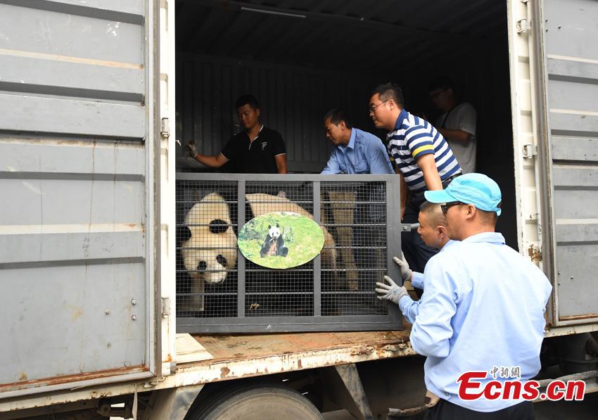 One of two giant pandas given new homes in Jilin Province is transported to Changchun Airport in Jilin Province, Aug. 20, 2018. Jiajia and Mengmeng were the first giant pandas to live in a high-altitude habitat in China after they were moved from Sichuan to the Jilin Wild Life Rescue and Breeding Center in Changchun in 2015. Over the past three years, the two pandas have adapted to the new environment in Changchun. They have now been transported to Dujiangyan base in Sichuan province for a breeding project next year. (Photo: China News Service/Zhang Yao)