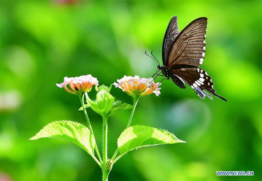 A butterfly flies among flowers at the Wenquan Park in Fuzhou, capital of southeast China\'s Fujian Province, Aug. 18, 2018. (Xinhua/Mei Yongcun)