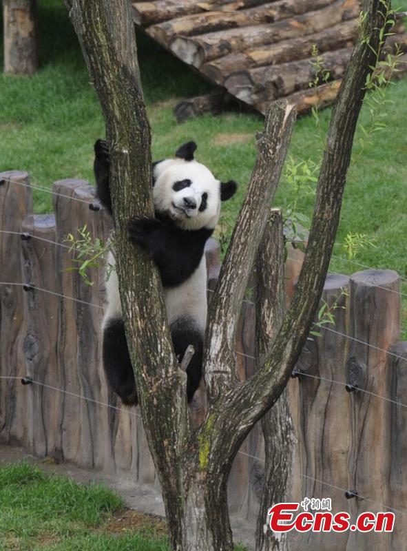 File photo of one of two giant pandas given new homes in Jilin Province in 2015. Jiajia and Mengmeng were the first giant pandas to live in a high-altitude habitat in China after they were moved from Sichuan to the Jilin Wild Life Rescue and Breeding Center in Changchun in 2015. Over the past three years, the two pandas have adapted to the new environment in Changchun. They have now been transported to Dujiangyan base in Sichuan province for a breeding project next year. (Photo: China News Service/Zhang Yao)