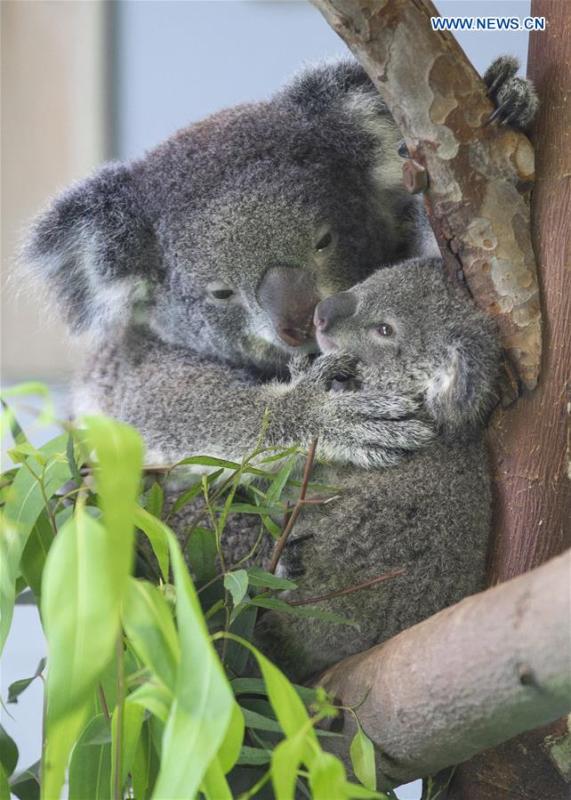 Photo taken on Aug. 20, 2018 shows the baby koala and its parent at Nanjing Hongshan Forest Zoo in Nanjing, east China\'s Jiangsu Province. A baby koala born in Nanjing Hongshan Forest Zoo in east China\'s Jiangsu Province made its first public appearance on Monday. (Xinhua/Su Yang)