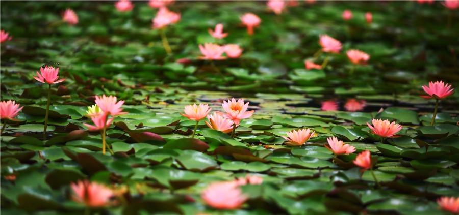 More than 300 varieties of water lilies from around the world are being shown at the Shanghai Chenshan Botanical Garden. (Photo/China Daily)