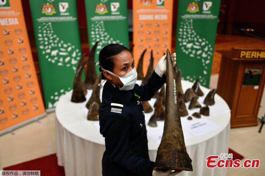 A Malaysian Wildlife official displays seized rhino horns and other animal parts at the Department of Wildlife and National Parks headquarters in Kuala Lumpur on August 20, 2018. Malaysia has made a record seizure of 50 rhino horns worth an estimated 12 million US dollars as they were being flown to Vietnam, authorities said on August 20. (Photo/Agencies)