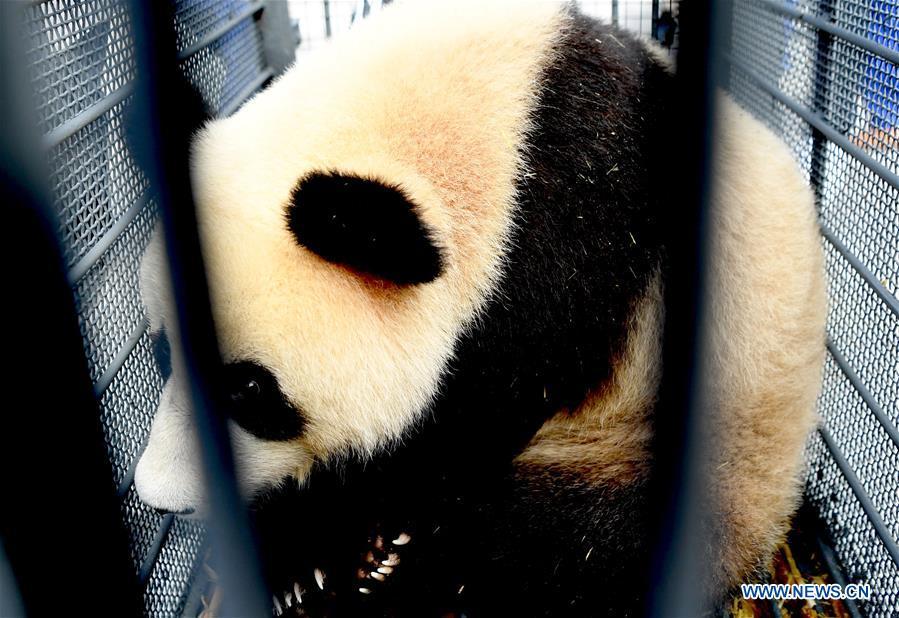 <?php echo strip_tags(addslashes(Giant panda Mu Yun waits for health check in Changchun, capital of northeast China's Jilin Province, Aug. 21, 2018. Chu Xin and Mu Yun, two 2-year-old female giant pandas, on Tuesday left the Dujiangyan base of China Conservation and Research Center for Giant Panda in Sichuan and arrived at the panda enclosure of the Siberian Tiger Park in Changchun. The pandas will meet the public on Aug. 24. (Xinhua/Lin Hong))) ?>