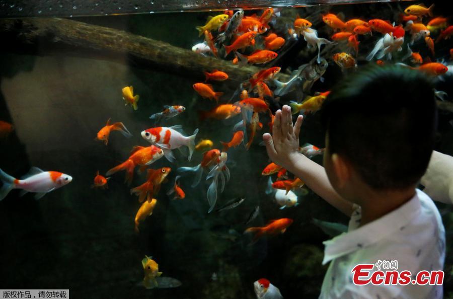 <?php echo strip_tags(addslashes(A young boy watches a goldfish aquarium as Paris aquarium launched an operation to take care of hundreds of goldfish abandoned by French holiday-makers, in Paris, August 20, 2018. Picture taken, August 20, 2018. (Photo/Agencies))) ?>