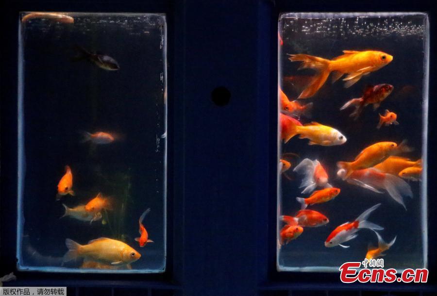 Goldfish are seen in a quarantine basin as Paris aquarium launched an operation to take care of hundreds of goldfish abandoned by French holiday-makers, in Paris, August 20, 2018. (Photo/Agencies)