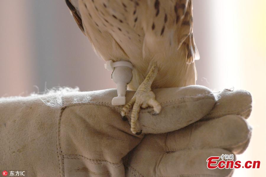 <?php echo strip_tags(addslashes(An amputee kestrel named Grom with a prosthetic foot developed by the Optiplane design bureau Aug. 21, 2018. (Photo/IC))) ?>