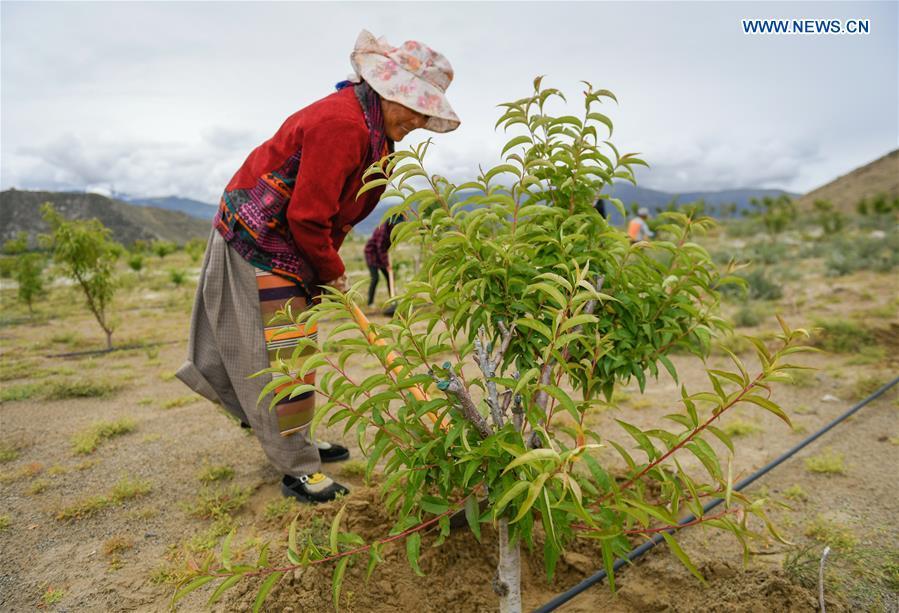 A villager works at a shelterbelt forest in Zhanang County of Shannan, southwest China\'s Tibet Autonomous Region, July 23, 2018. Over the past four decades, the Shannan people have made achievements in desert control by building a 1.8-kilometer-wide \