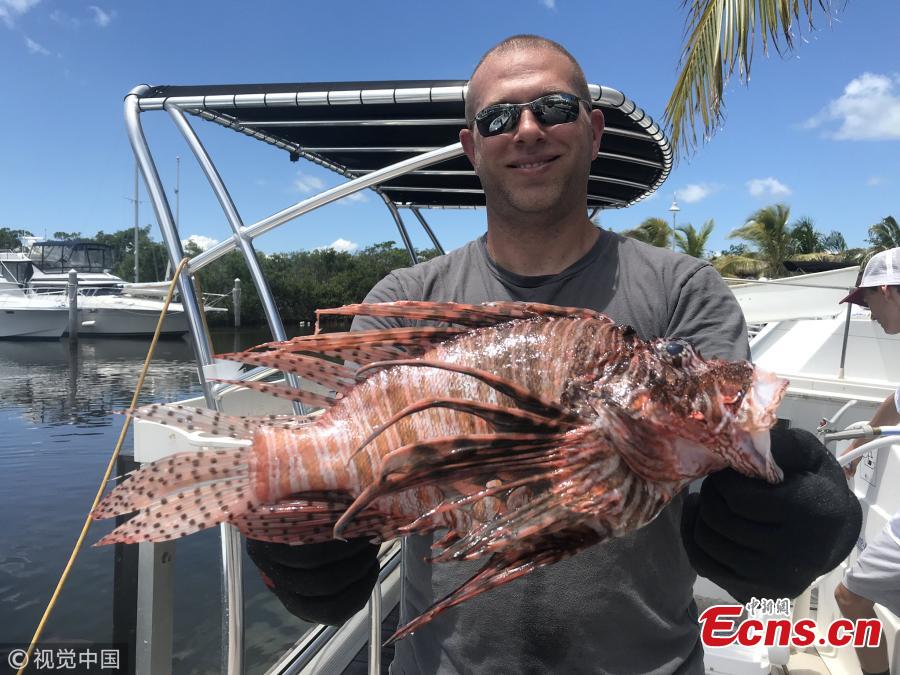 Timothy Blasko of Cutchogue, New York set a state record this month for spearing the heaviest lionfish in the Atlantic Ocean while diving in the Florida Keys. It weighed in at 3.10 pounds, or 1,408 grams. Timothy Blasko, 37, was diving the Tennessee Reef, three miles south of Long Key State Park, on Aug. 6 at mile marker 67.5, when he speared the lionfish. (Photo/VCG)
