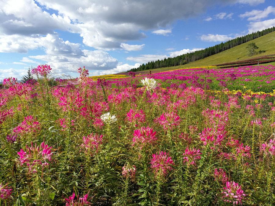 <?php echo strip_tags(addslashes(Beautiful flowers in Aershan National Forest Park, in the south part of the Greater Hinggan Mountains of the Inner Mongolia autonomous region on Aug. 22, 2018. (Photo provided to chinadaily.com.cn))) ?>