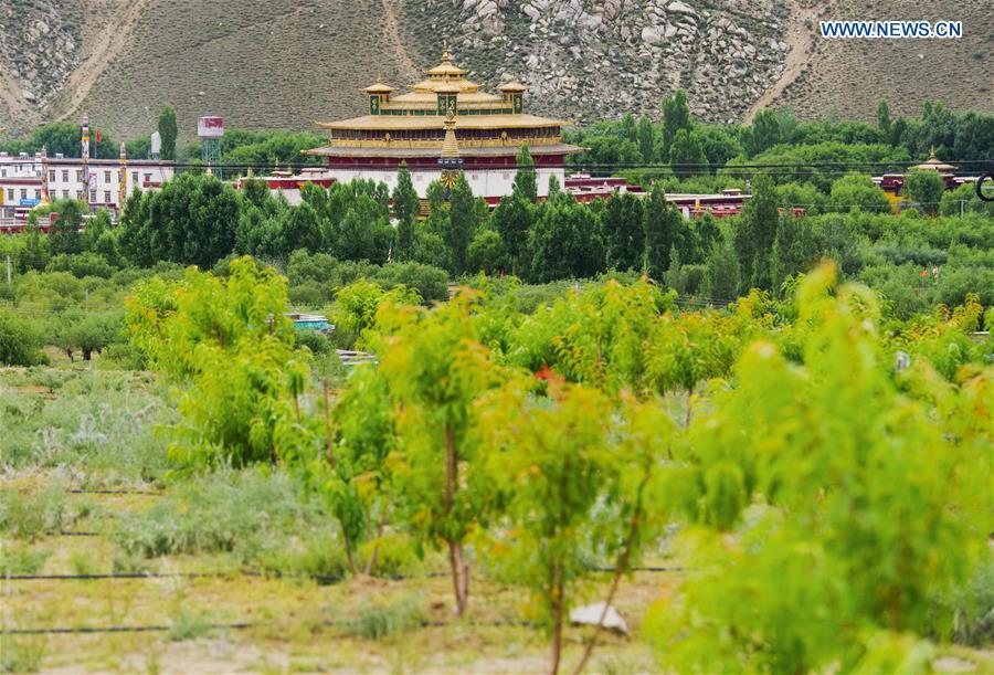 Photo taken on July 23, 2018 shows the scenery of a shelterbelt forest in Zhanang County of Shannan, southwest China\'s Tibet Autonomous Region. Over the past four decades, the Shannan people have made achievements in desert control by building a 1.8-kilometer-wide \