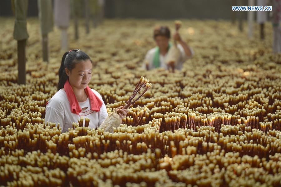 <?php echo strip_tags(addslashes(Villagers take care of lingzhi mushrooms at a greenhouse in Shuimotou Village of Chanfang Township in Shahe, north China's Hebei Province, Aug. 22, 2018. Shuimotou village has developed a mechanism for lingzhi mushroom cultivation, joining planting bases, cooperatives and farmers together, to promote the industry as a way of increasing local farmers' income. More than 100 villagers realized an increase of more than 5,000 yuan (733 U.S.dollars) on annual per capita income. (Xinhua/Mu Yu))) ?>